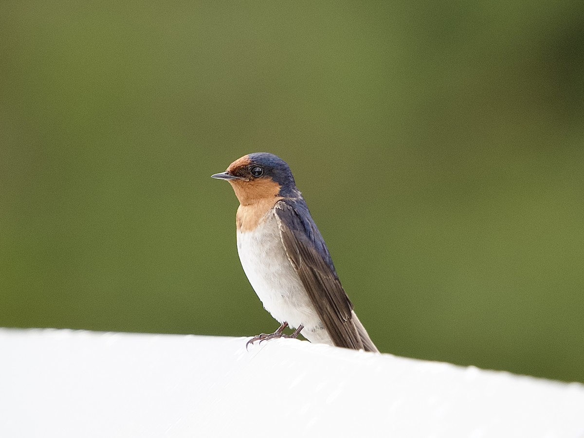 Welcome Swallow - ML494987921