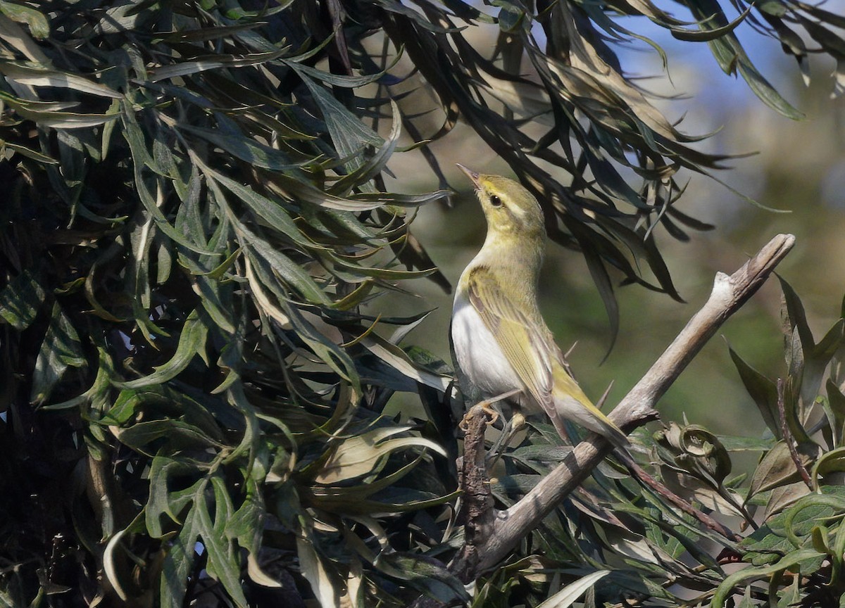 Wood Warbler - ML494988171