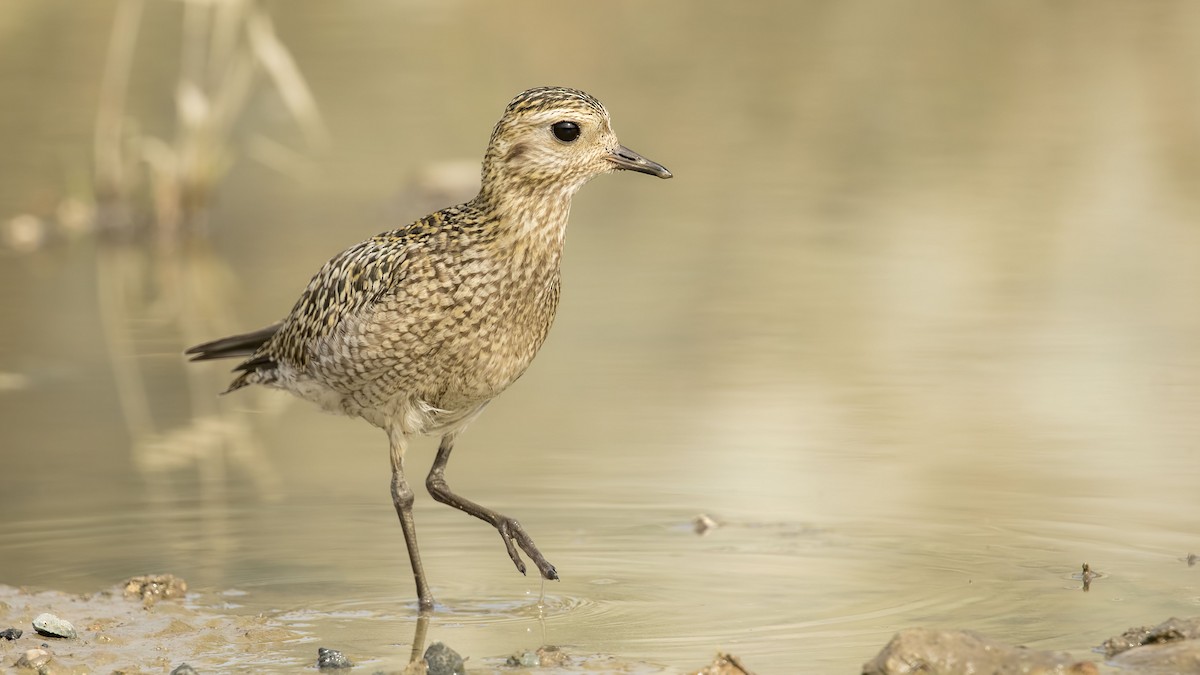 Chorlito Dorado Europeo - ML494988801