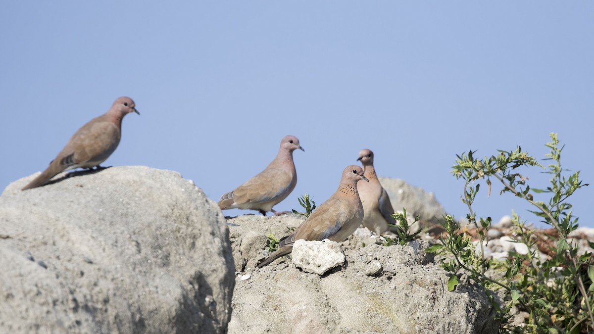 Tórtola Senegalesa - ML494988821