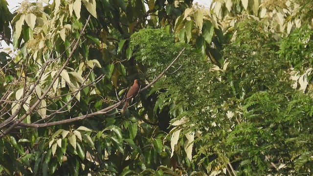 Little Cuckoo-Dove - ML494989351