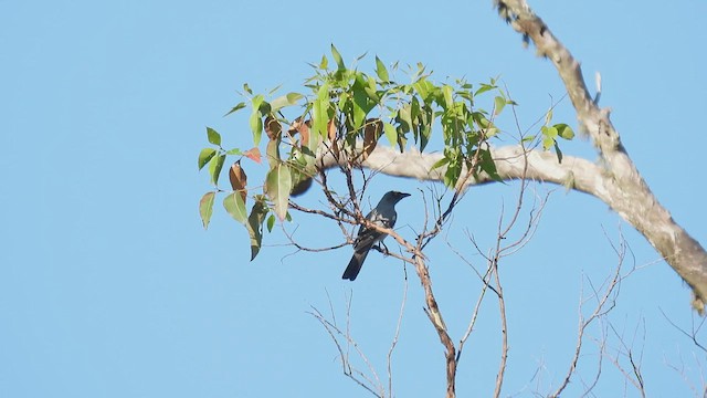 Wallacean Cuckooshrike - ML494989591