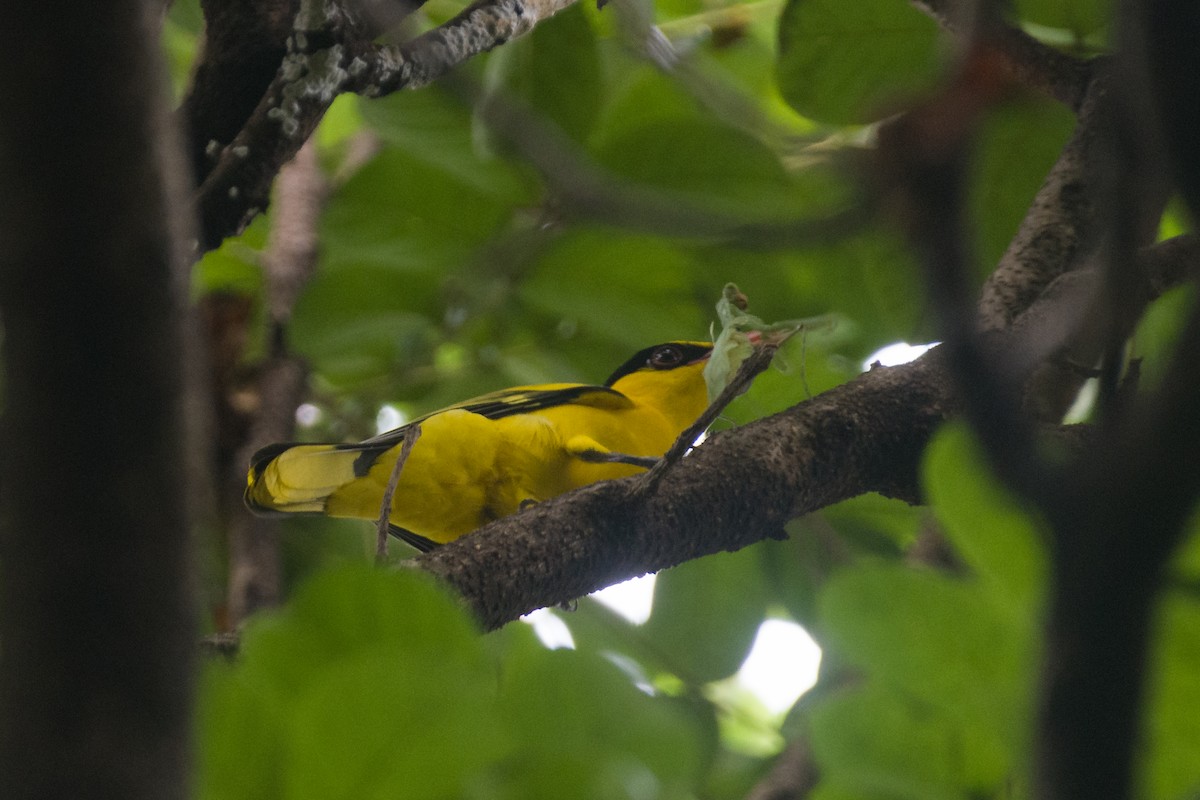 Black-naped Oriole - ML494990141