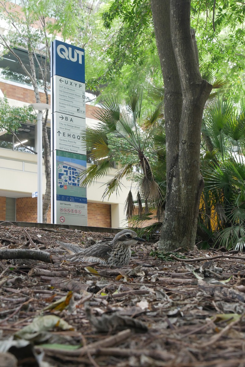 Bush Thick-knee - ML494990201