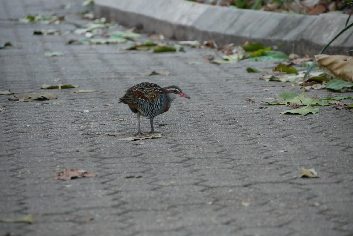 Buff-banded Rail - ML494990231