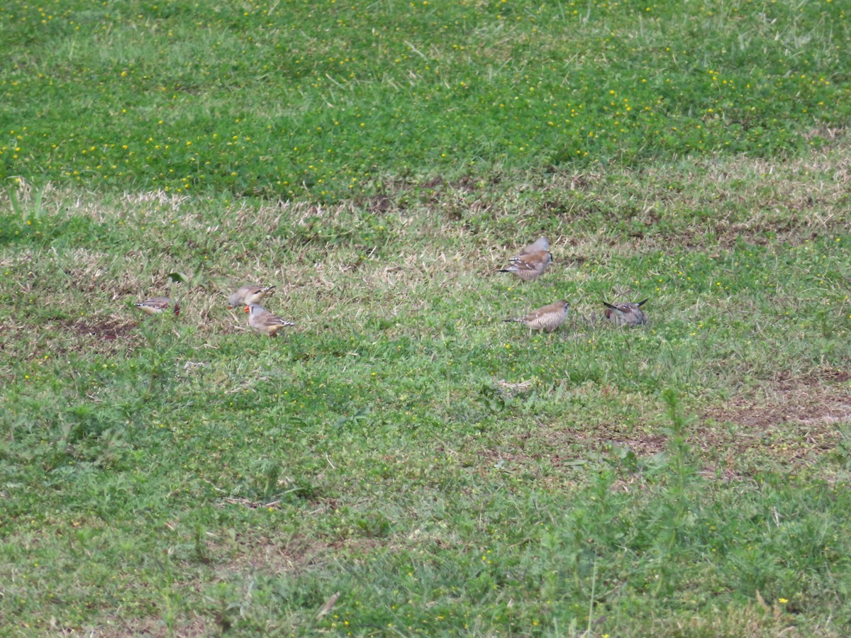 Plum-headed Finch - ML494990731