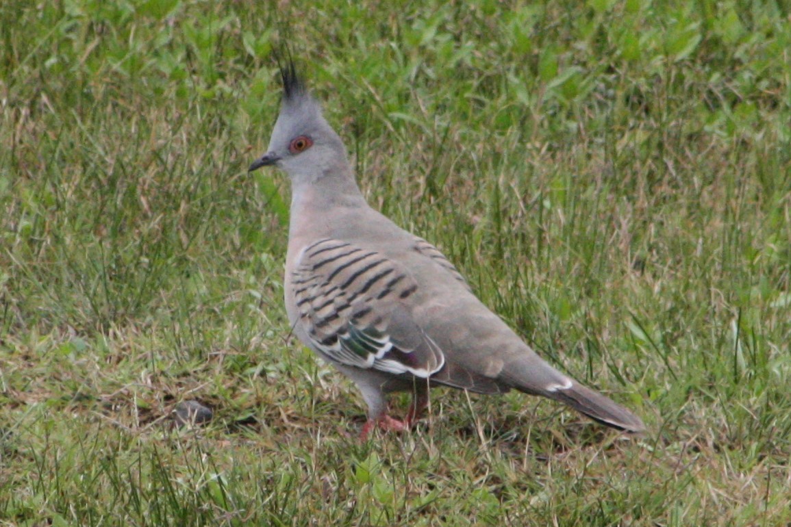 Crested Pigeon - ML494990851