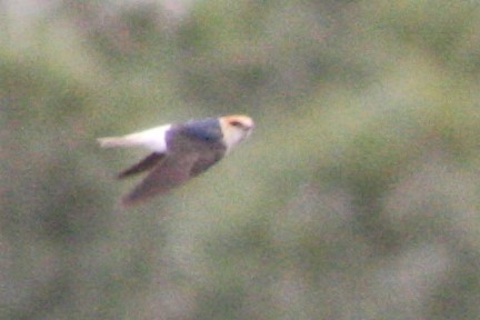 Fairy Martin - ML494991011