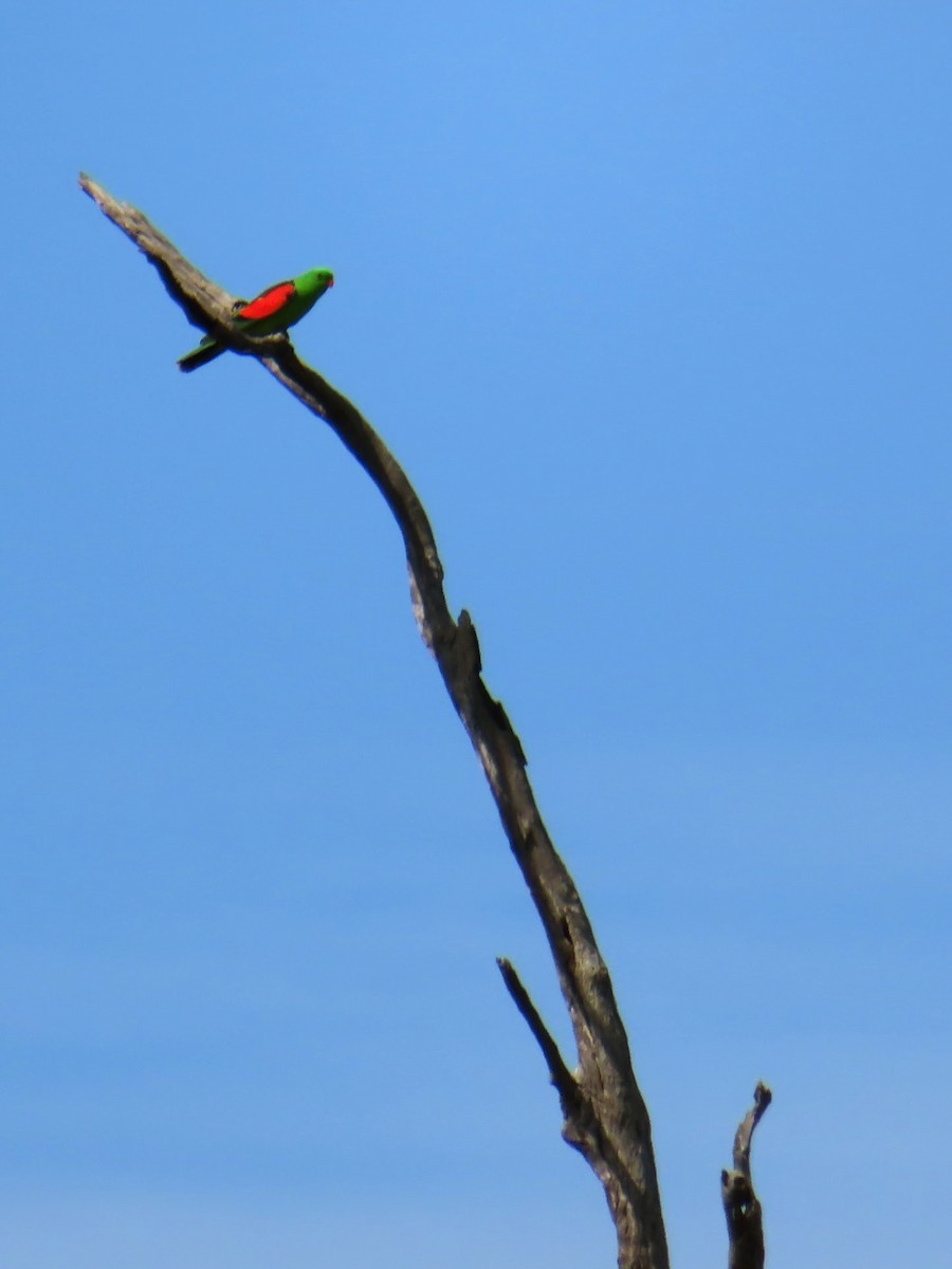 Red-winged Parrot - ML494991231