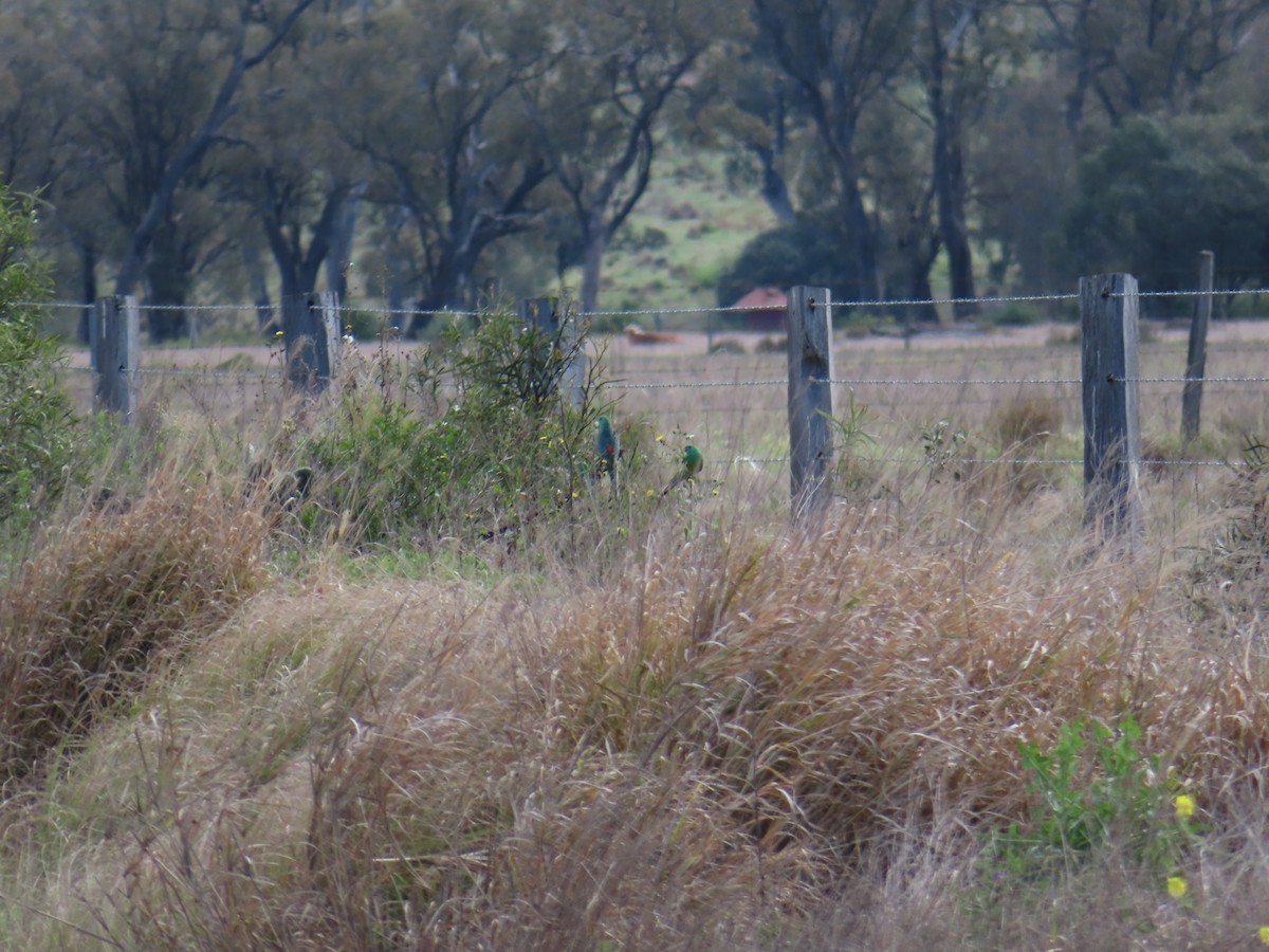 Red-rumped Parrot - ML494991301