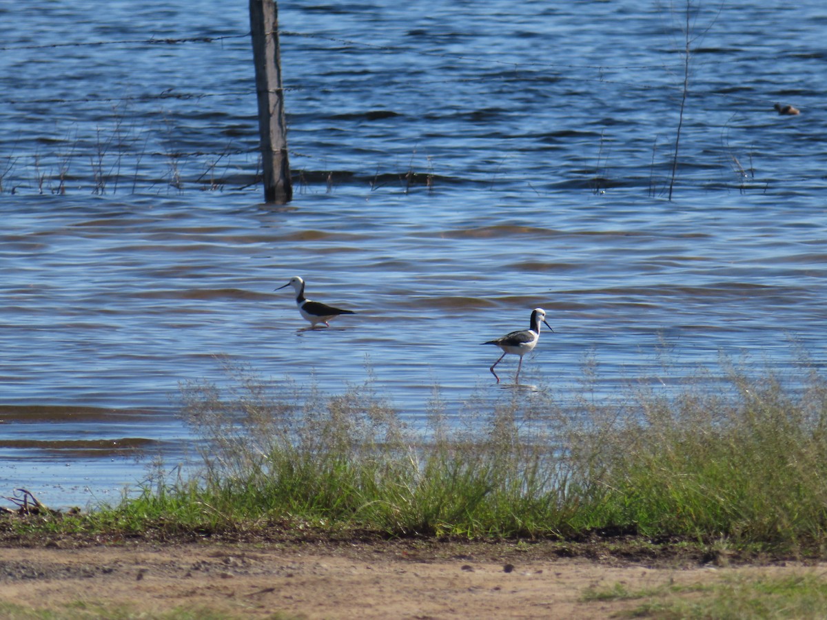 Pied Stilt - ML494991631
