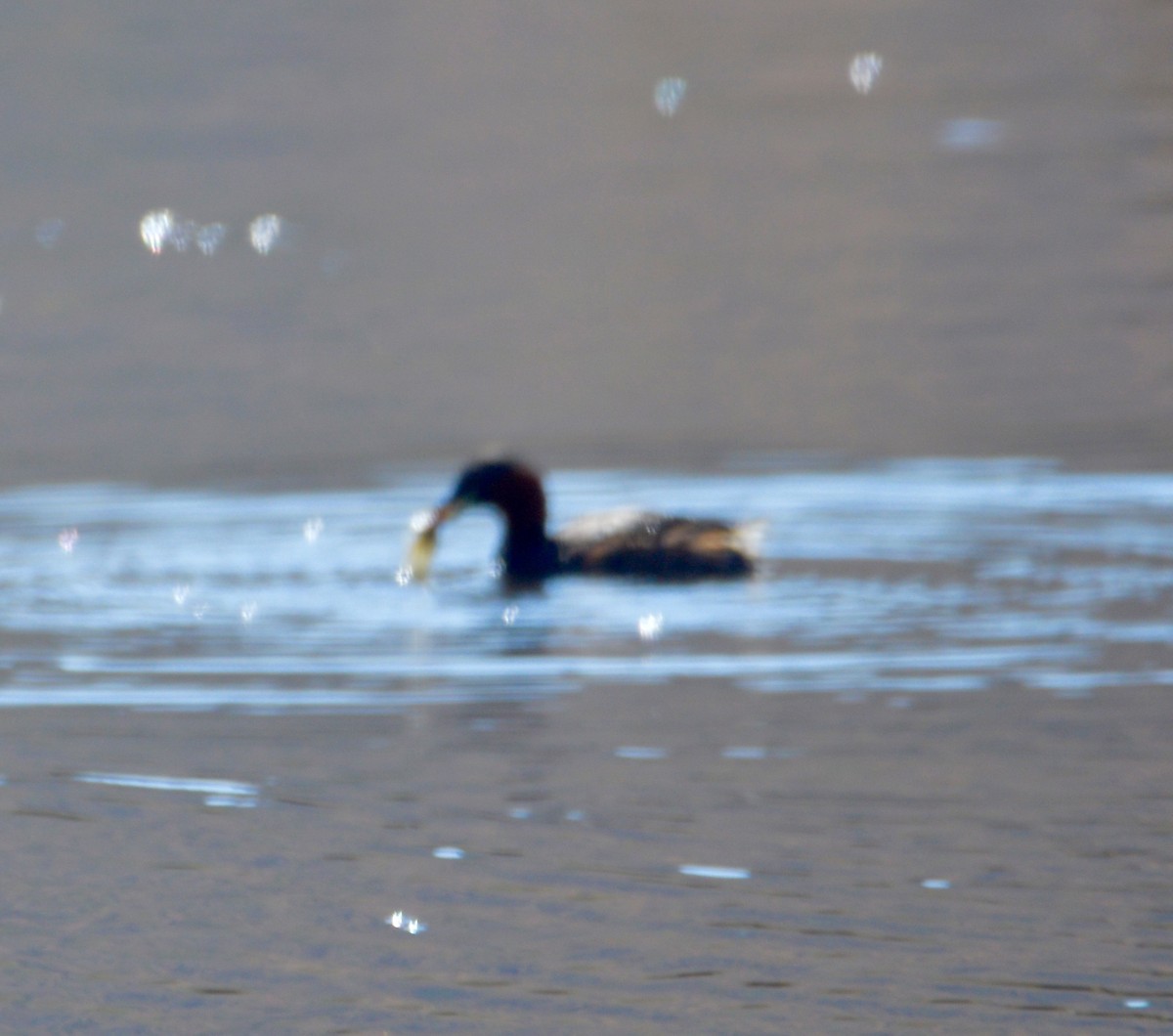 Little Grebe - ML494991831