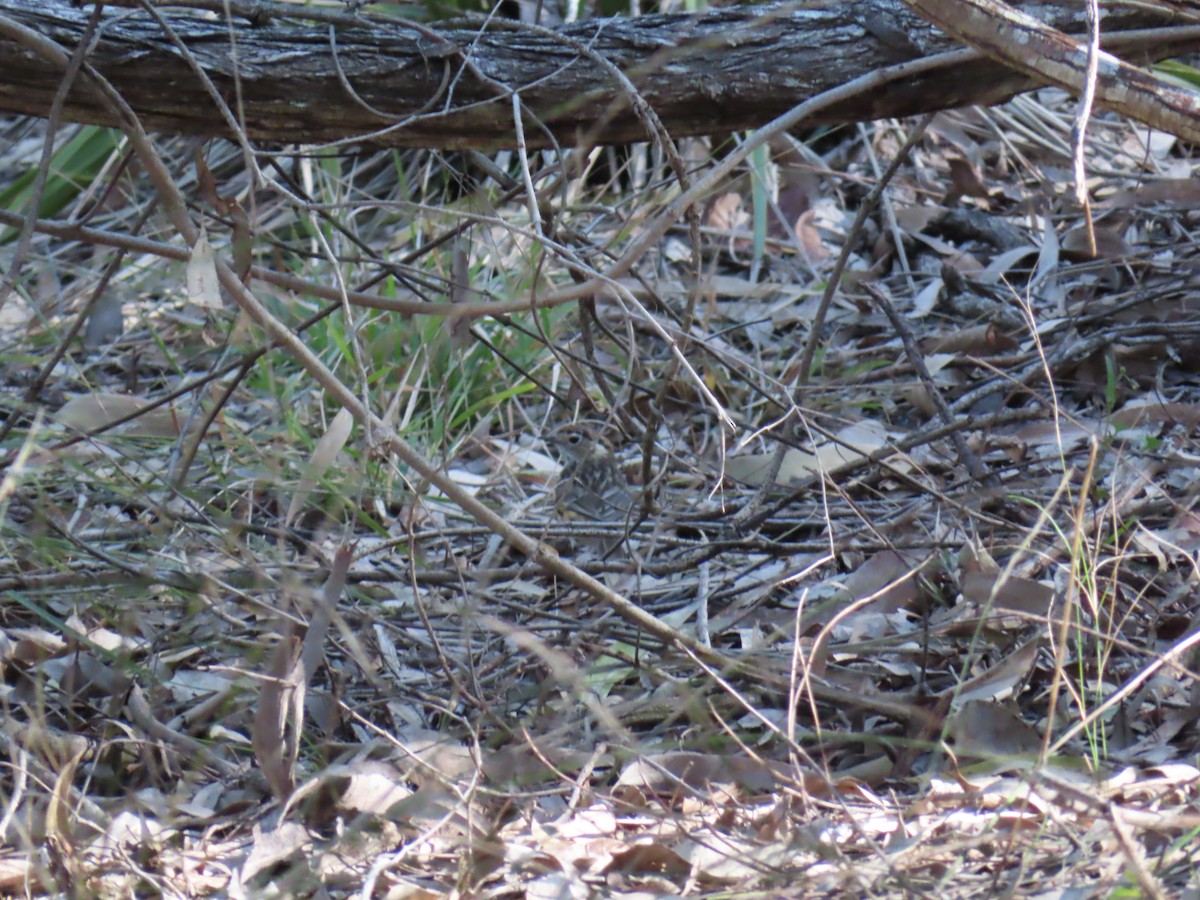 Speckled Warbler - ML494991991
