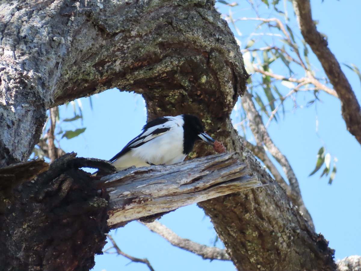 Pied Butcherbird - ML494992001
