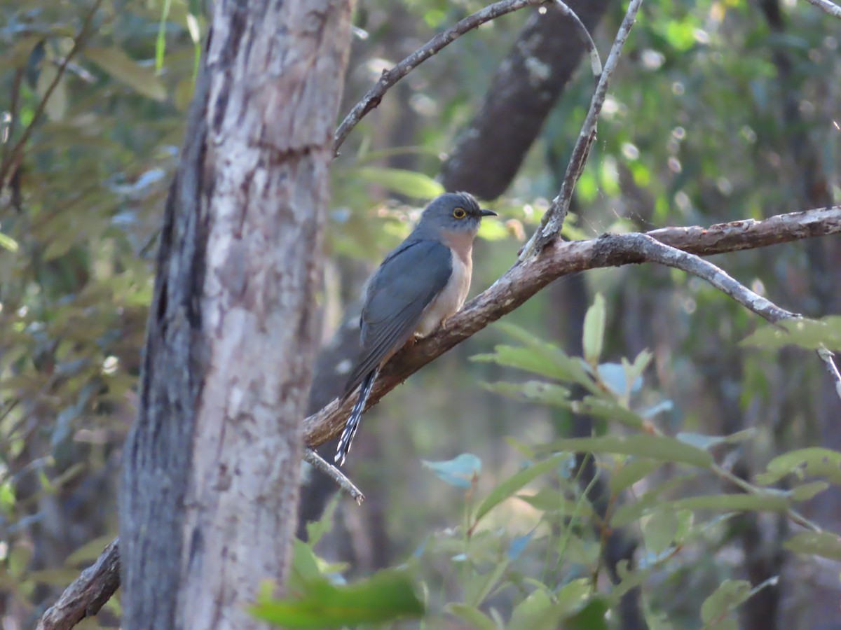Fan-tailed Cuckoo - ML494992031