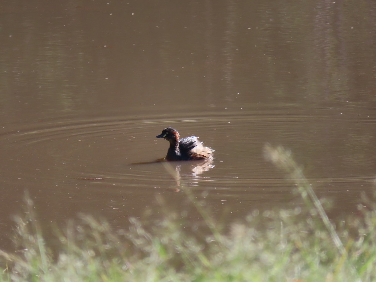 Australasian Grebe - ML494992041