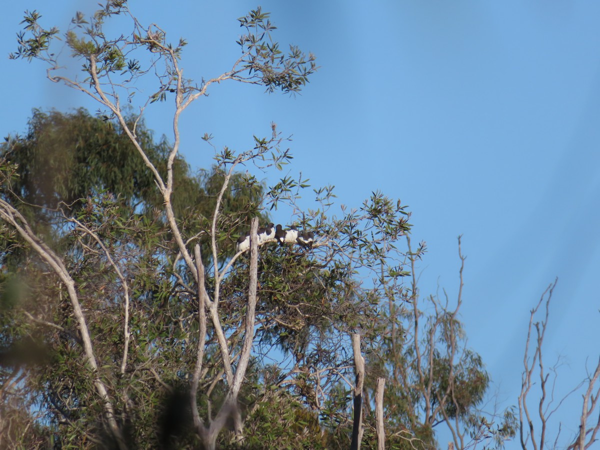White-breasted Woodswallow - ML494992201