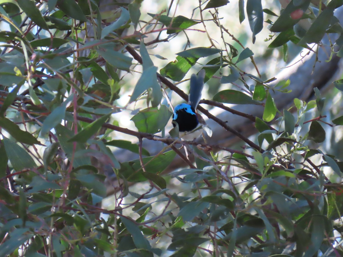 Variegated Fairywren - ML494992251