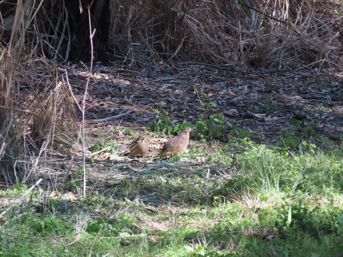 Brown Quail - ML494992271