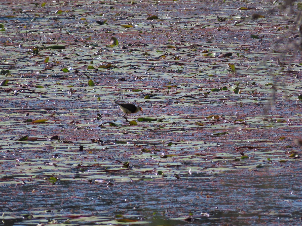 Comb-crested Jacana - ML494992281