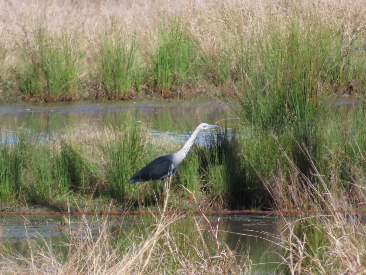 Pacific Heron - ML494992651