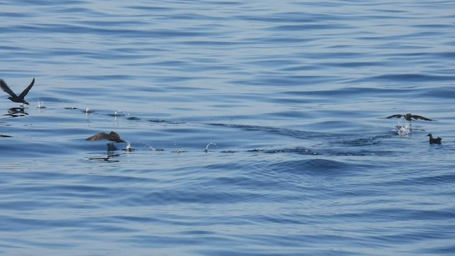 Heinroth's Shearwater - ML494994091