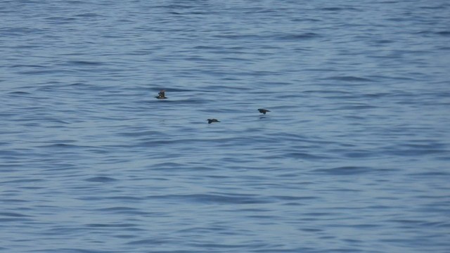 Heinroth's Shearwater - ML494994101