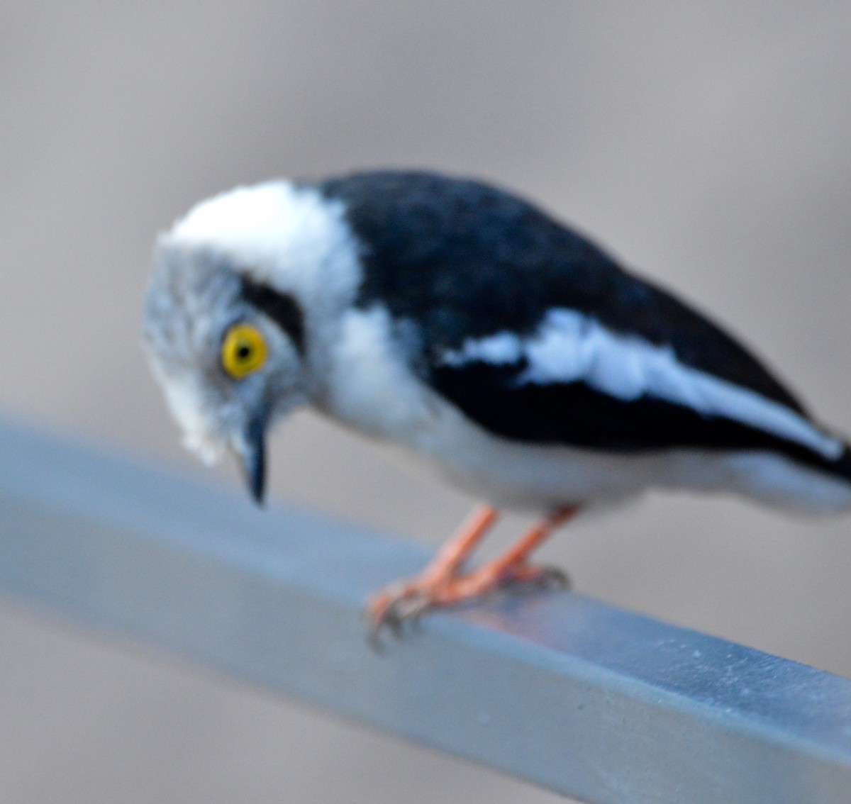 White Helmetshrike - ML494995351