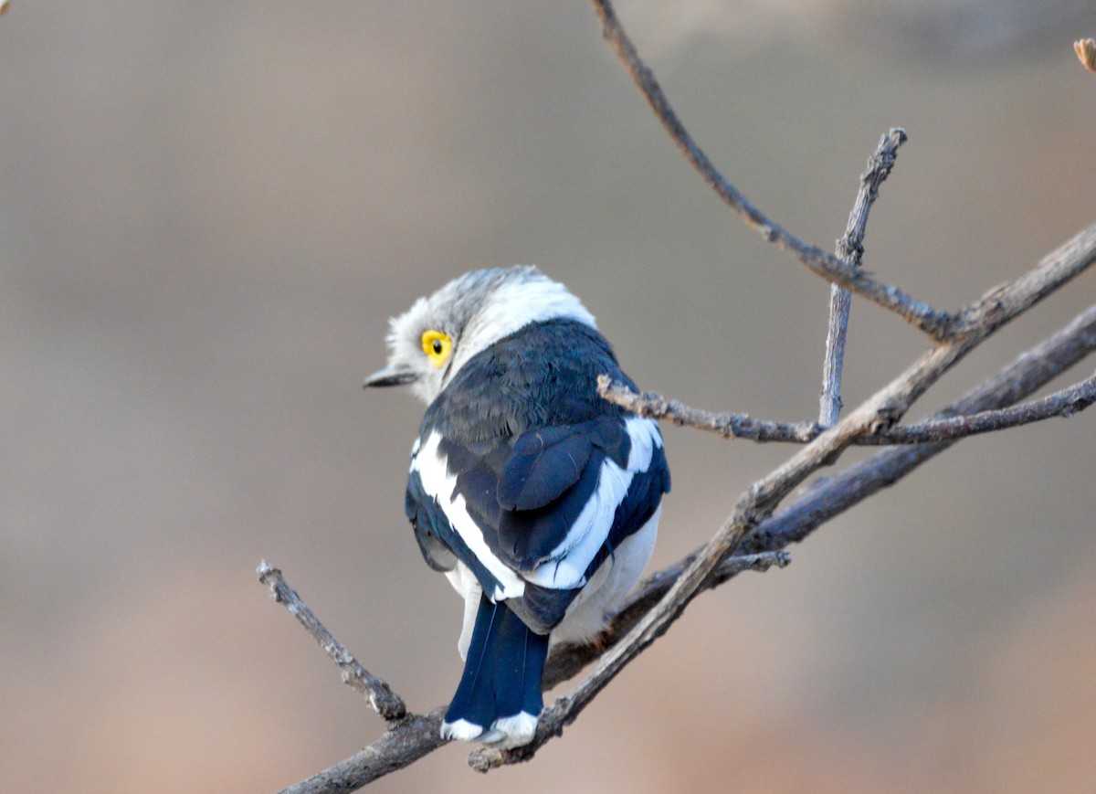 White Helmetshrike - ML494995621