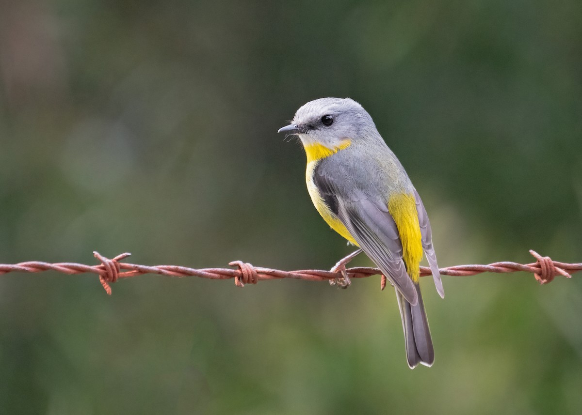 Eastern Yellow Robin - ML494996281