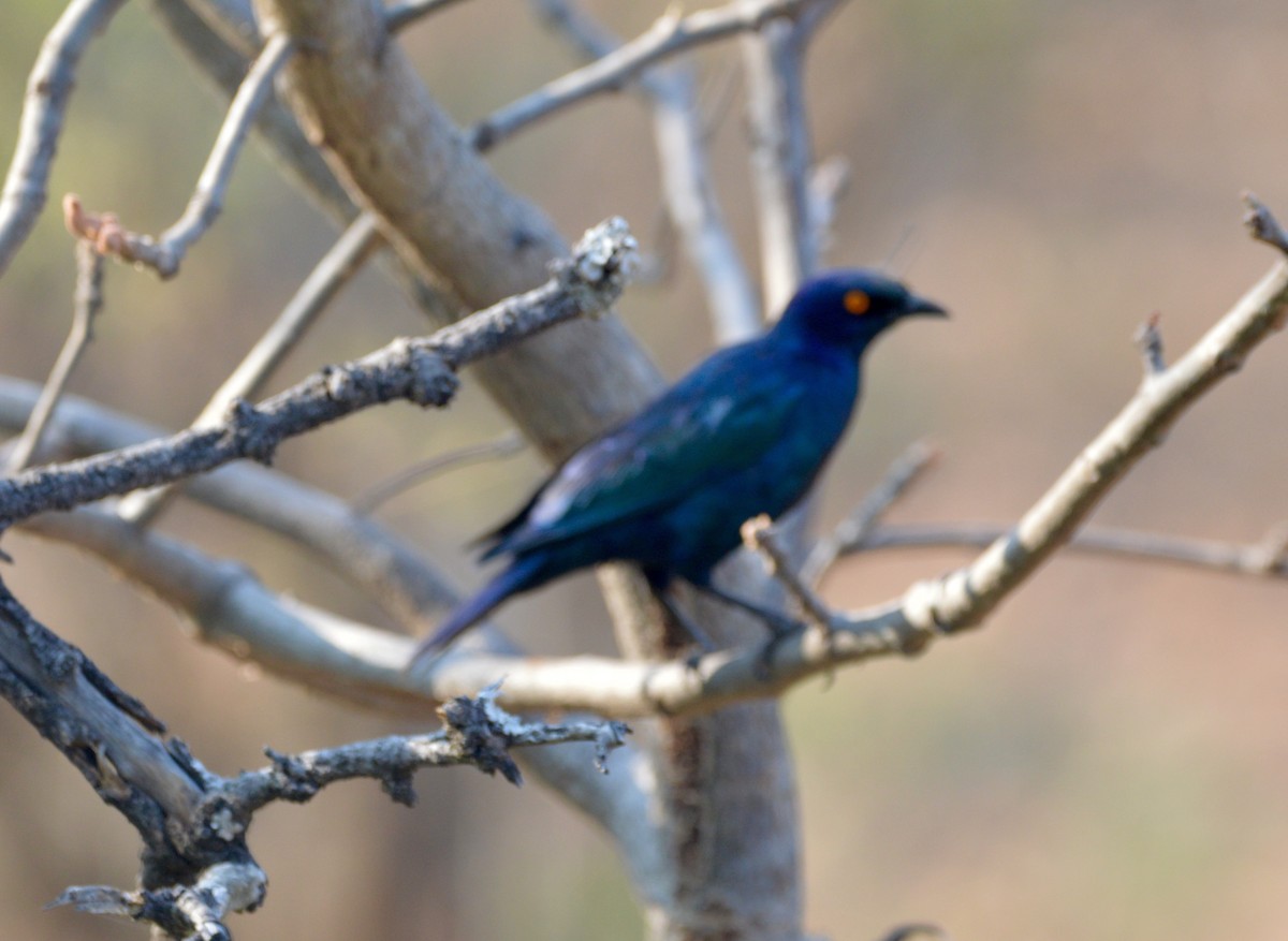 Cape Starling - Joachim Trumpelmann