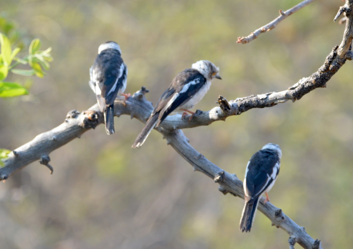 White Helmetshrike - ML494996391