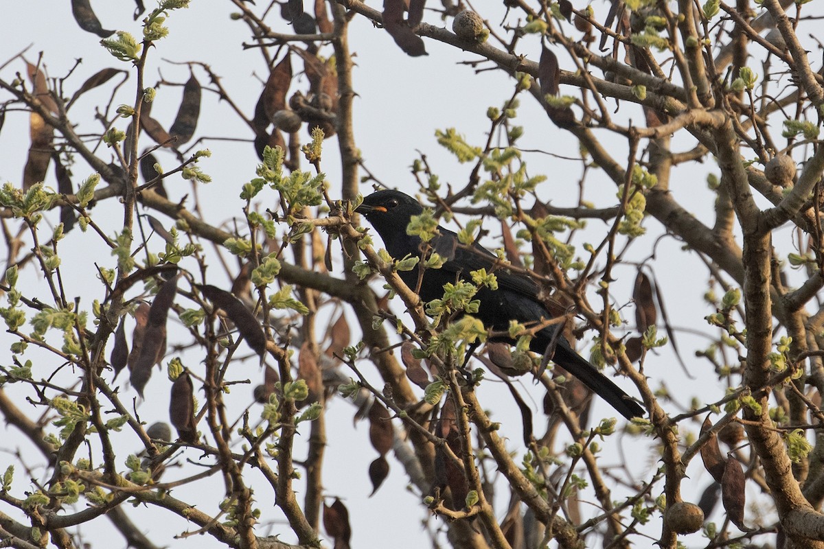 Black Cuckooshrike - ML494996911