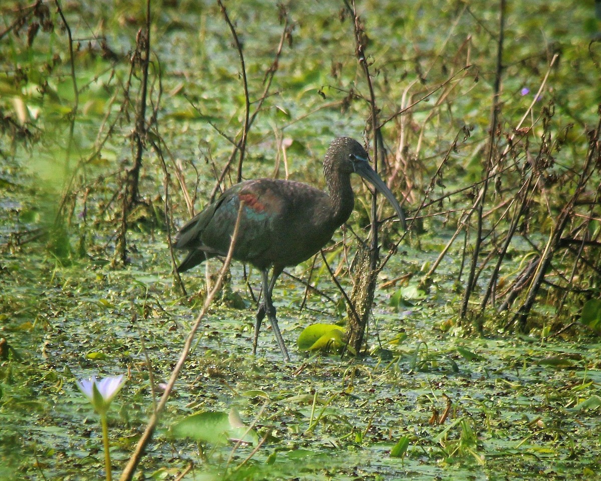 ibis hnědý - ML494997091