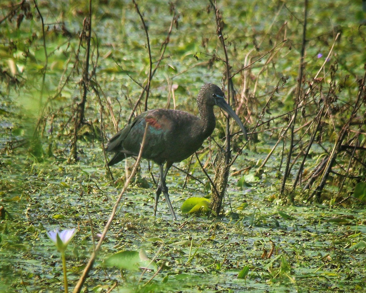 Glossy Ibis - Debojyoti Chakraborty