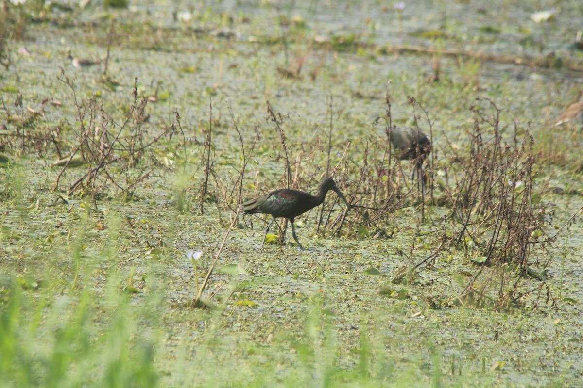 Glossy Ibis - ML494997101