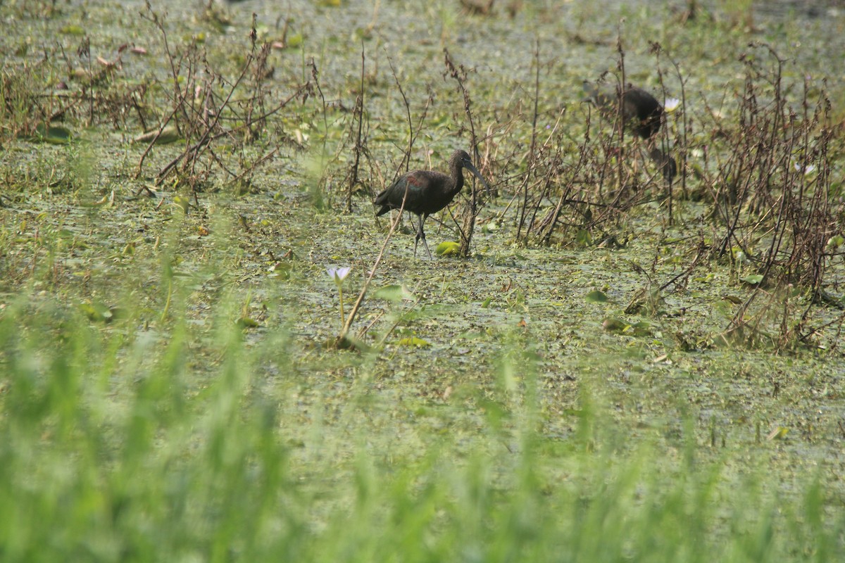 Glossy Ibis - ML494997111