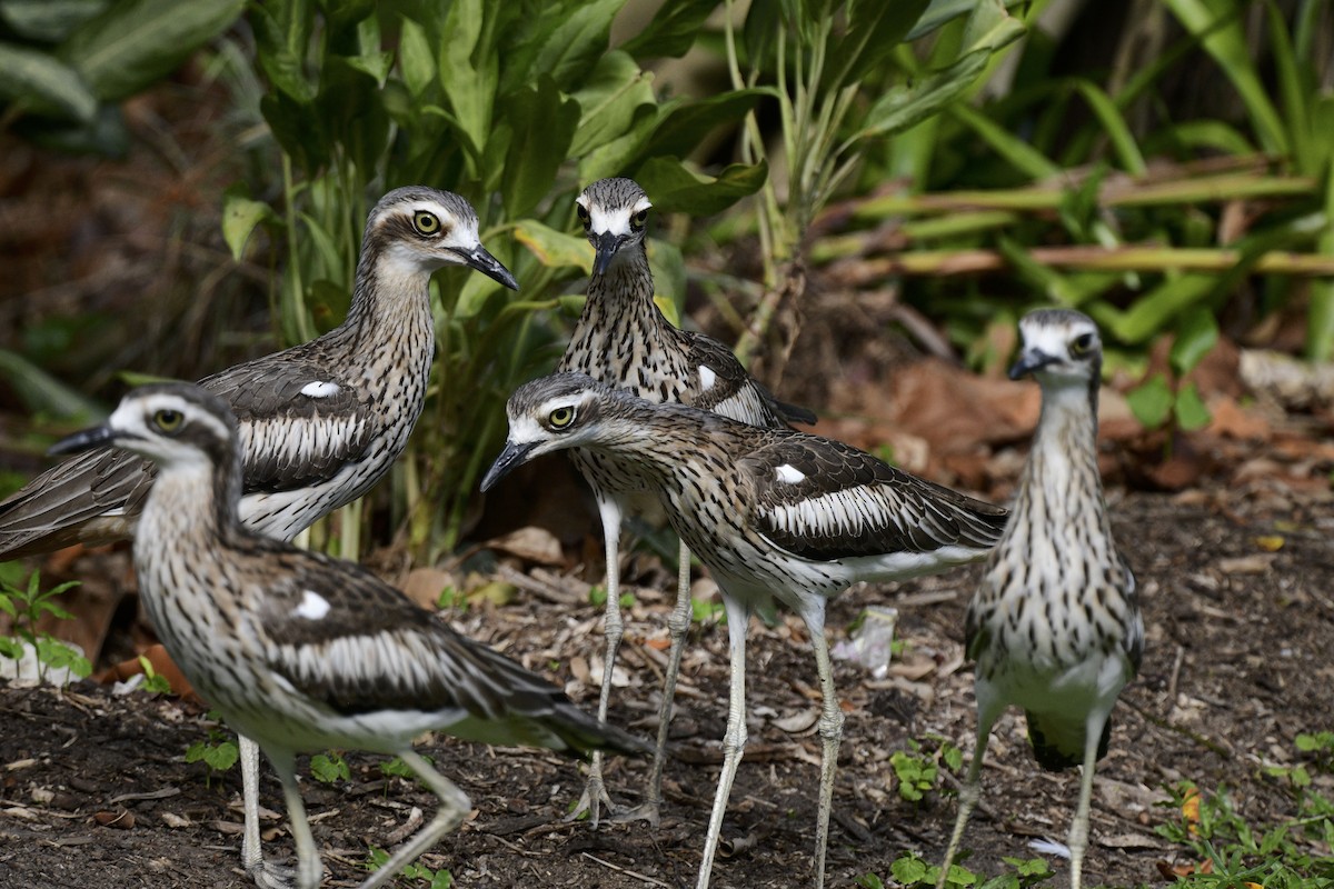 Bush Thick-knee - ML494997851