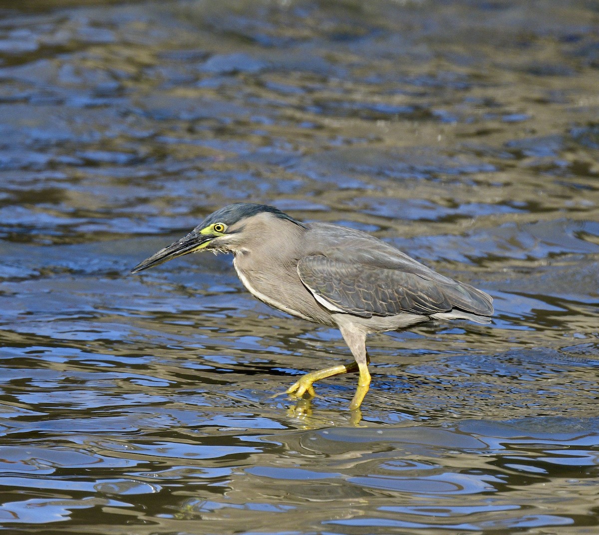 Striated Heron - ML494997871