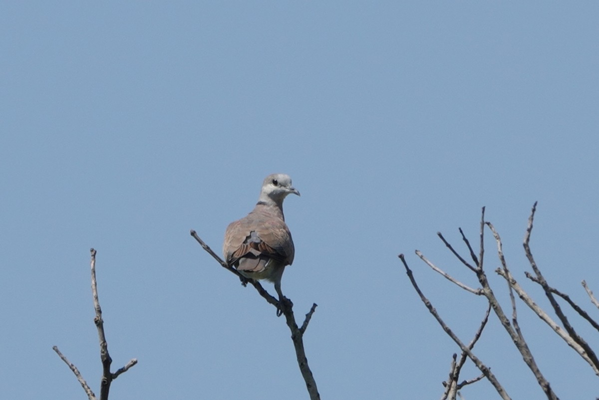 Red Collared-Dove - ML494998011