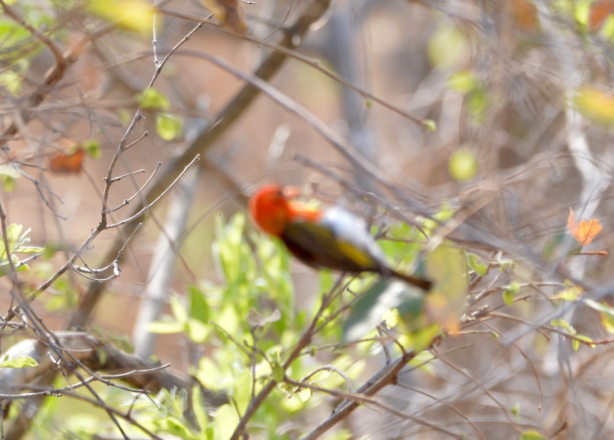 Red-headed Weaver - ML494998411