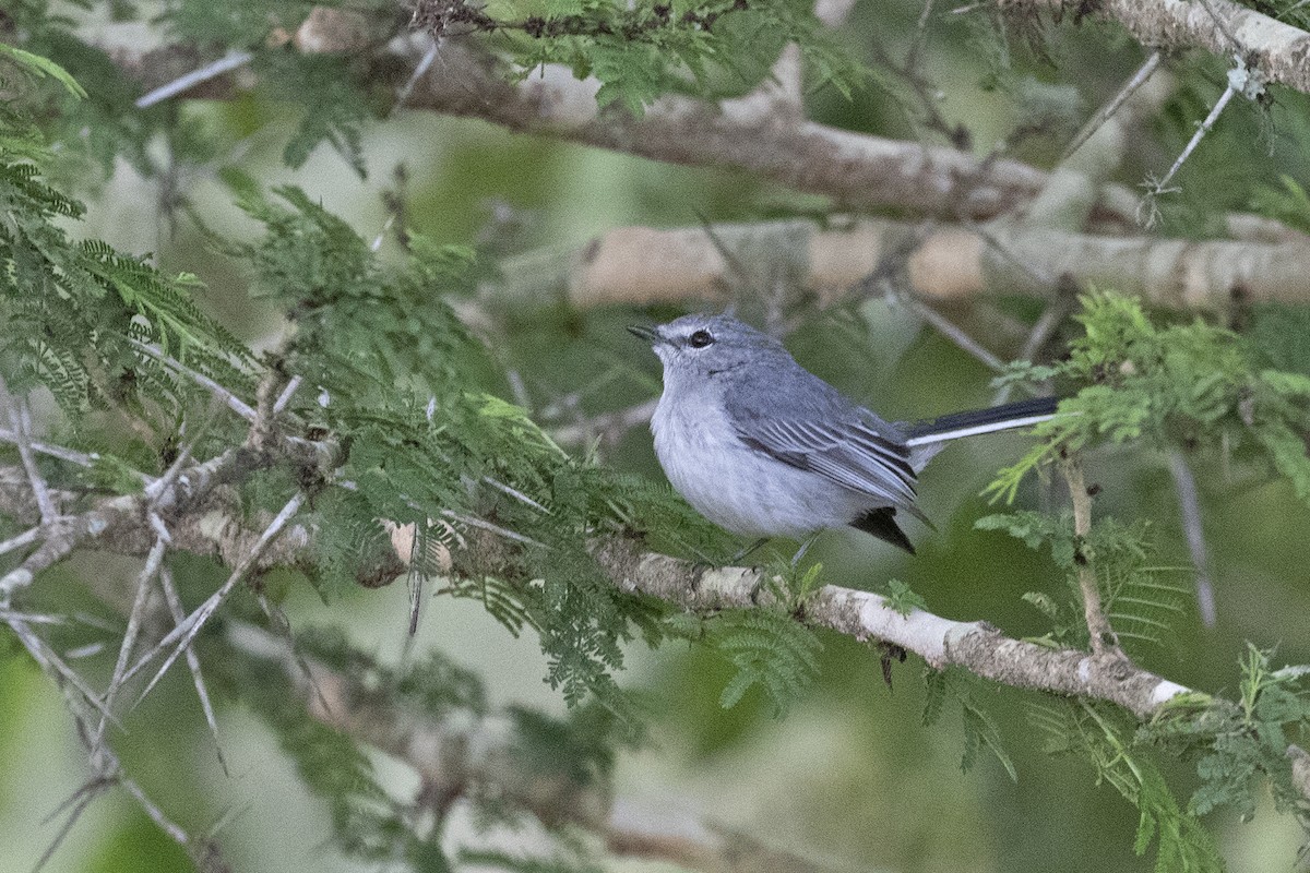 Gray Tit-Flycatcher - ML494998871