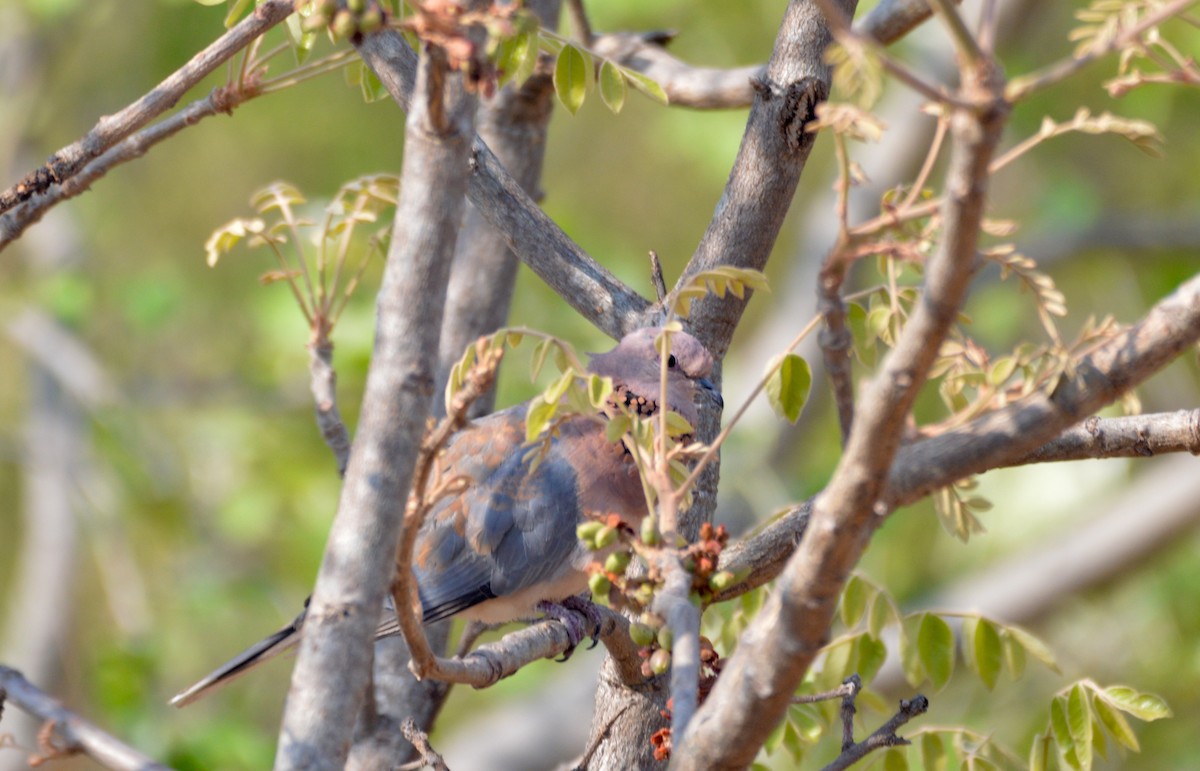 Tórtola Senegalesa - ML494999161