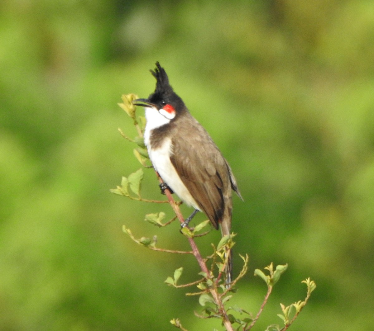 Red-whiskered Bulbul - ML494999321