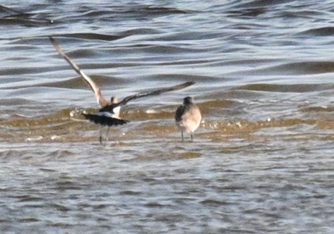 Black-tailed Godwit - ML494999741