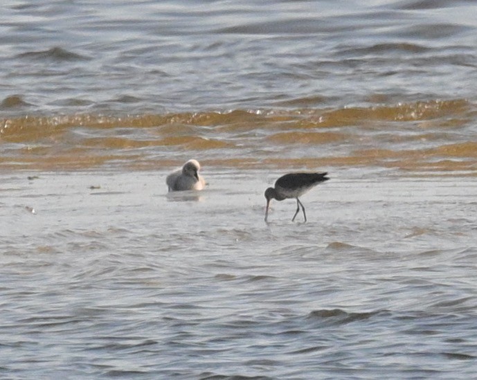 Black-tailed Godwit - ML495000171