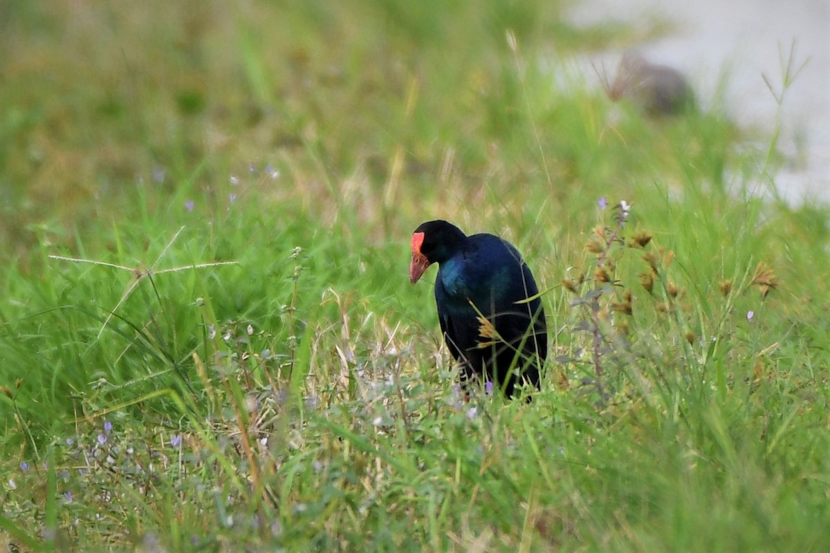 Black-backed x Gray-headed Swamphen (hybrid) - ML495001121
