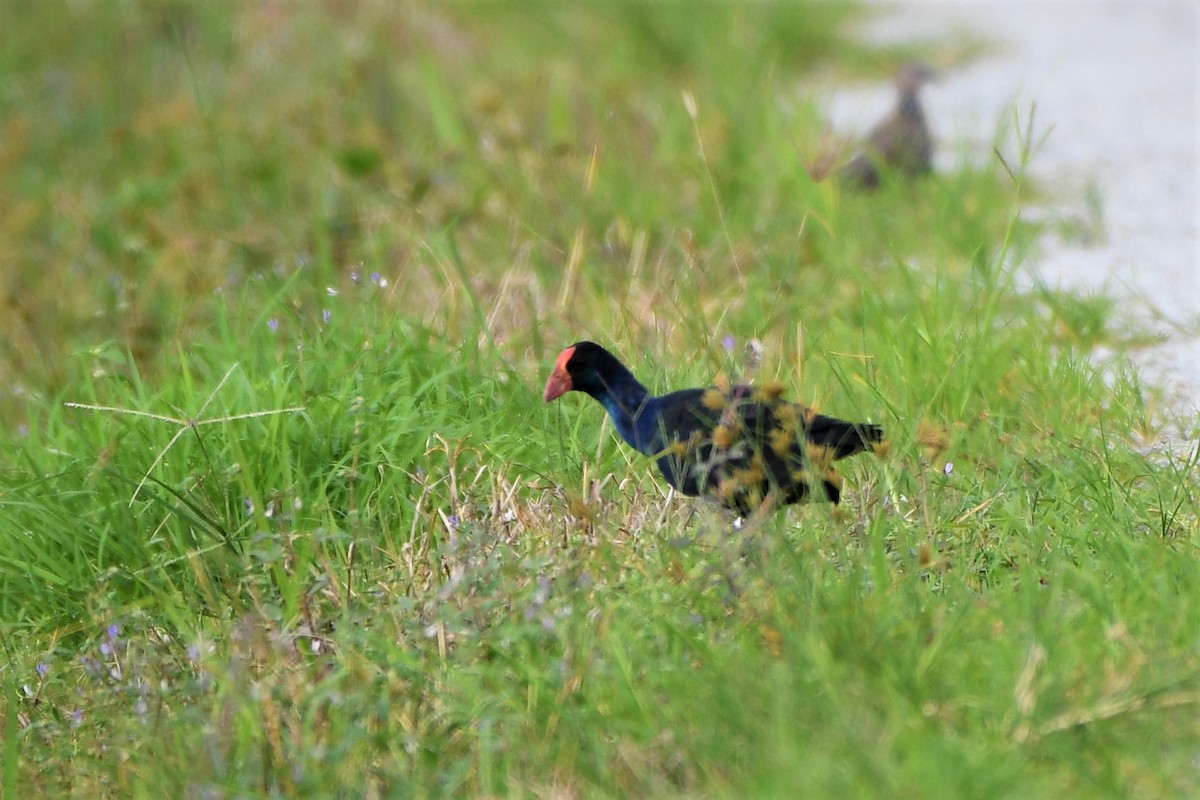 Black-backed x Gray-headed Swamphen (hybrid) - ML495001141