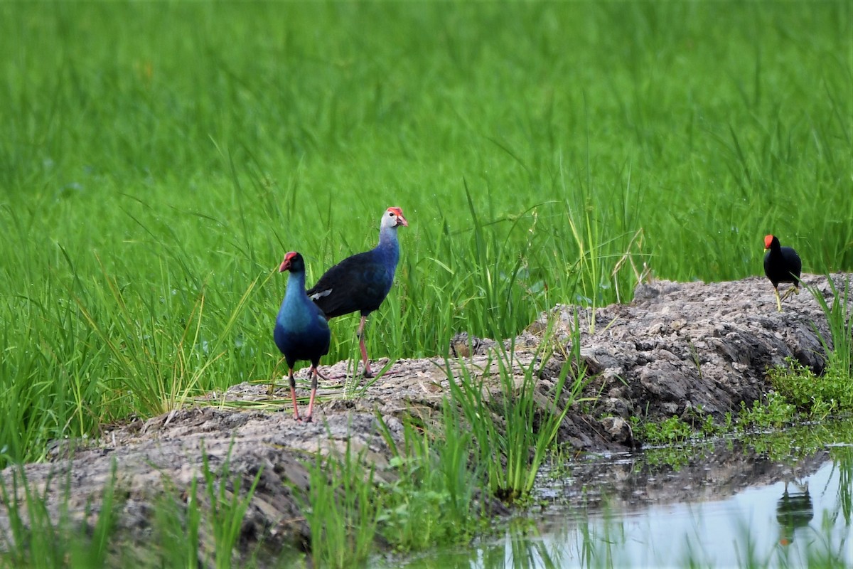 Gray-headed Swamphen - ML495001171