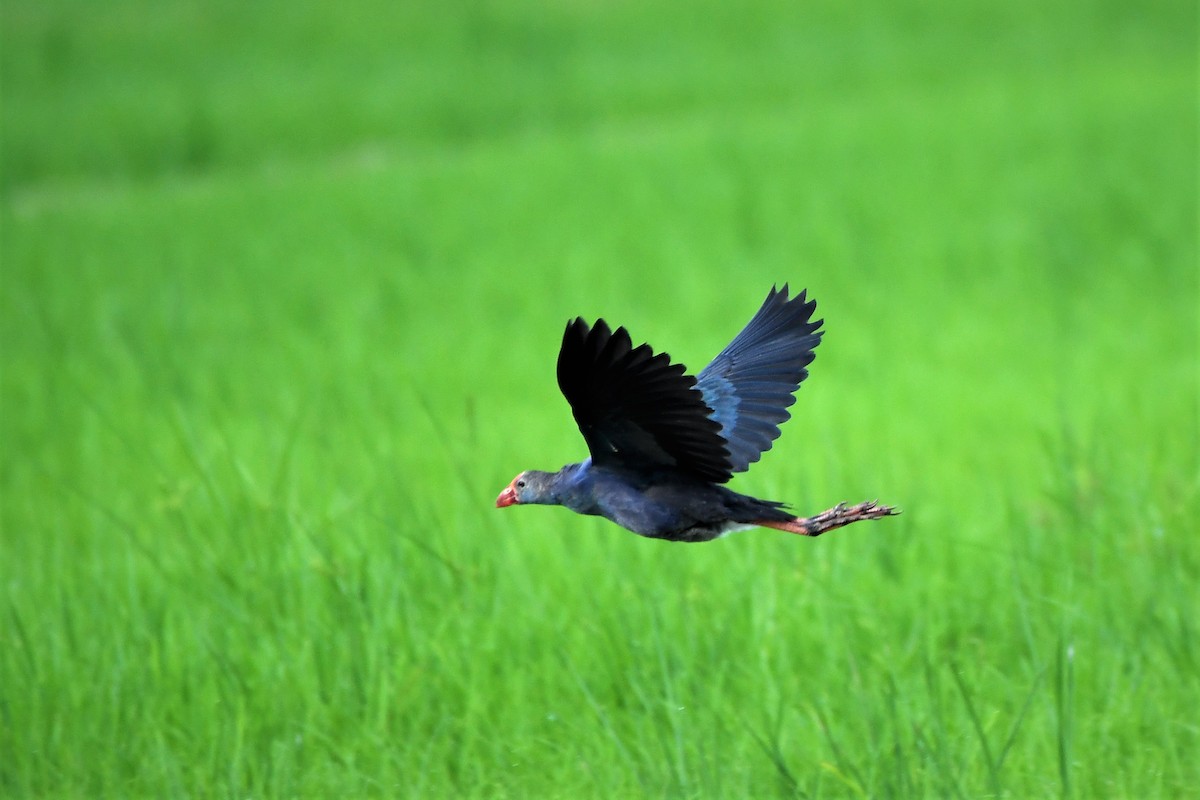 Gray-headed Swamphen - ML495001191